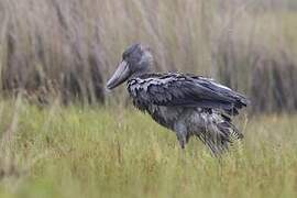 Shoebill