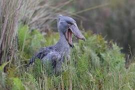 Shoebill