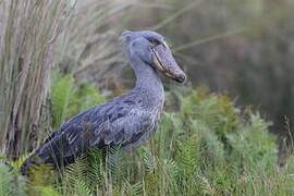 Shoebill