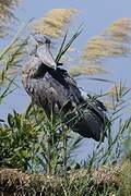 Shoebill