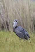 Shoebill