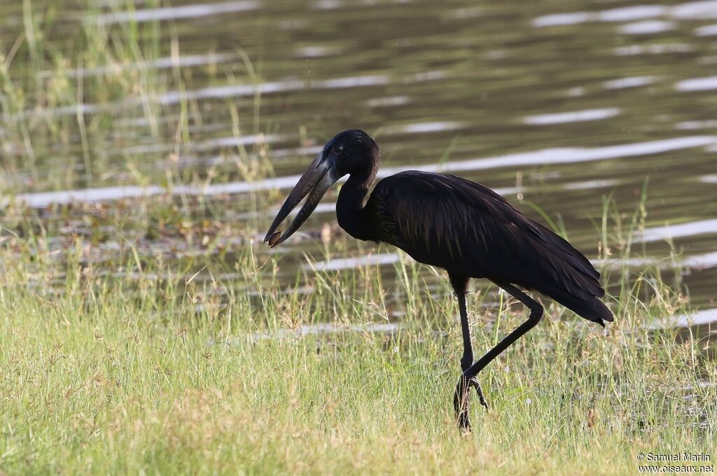 Bec-ouvert africainadulte, pêche/chasse, mange