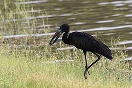 African Openbill