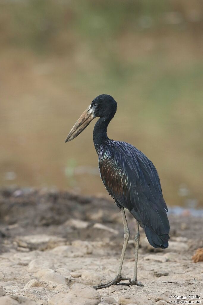 African Openbilladult