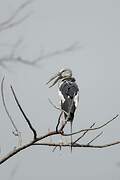 Asian Openbill