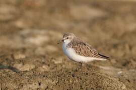 Red-necked Stint