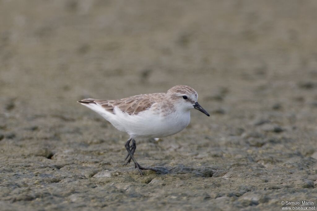 Red-necked Stintadult
