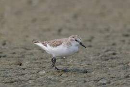 Red-necked Stint