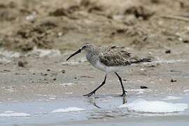 Curlew Sandpiper