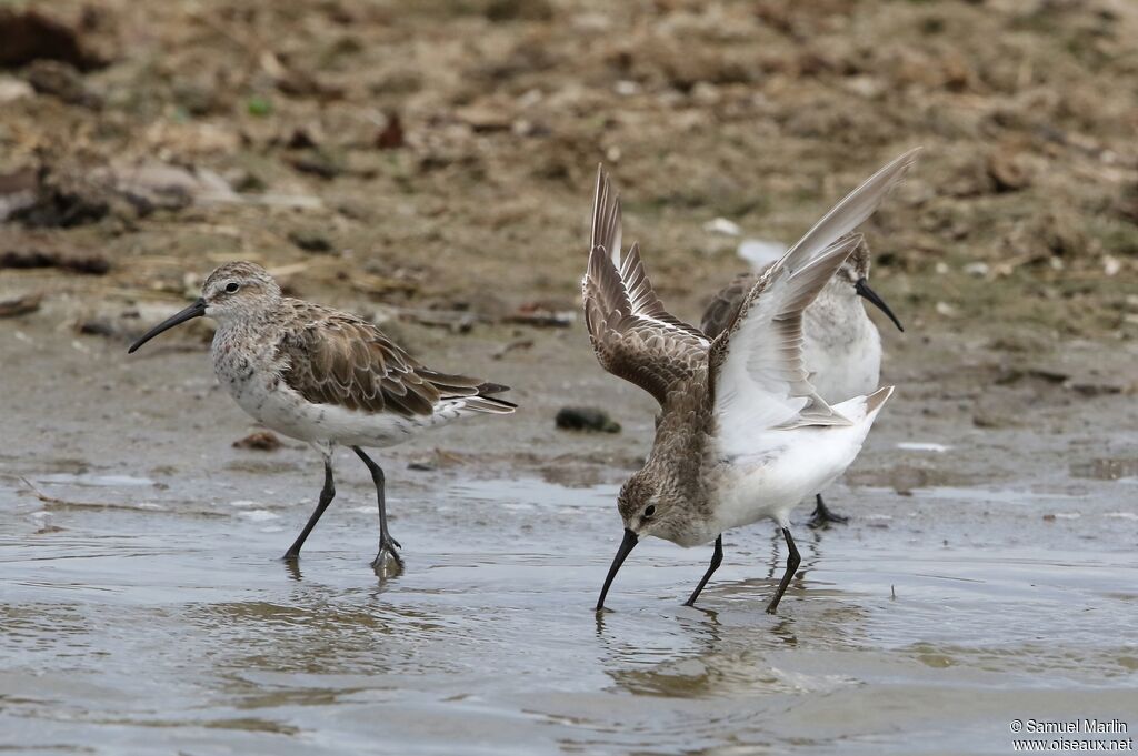 Curlew Sandpiperadult