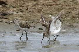 Curlew Sandpiper