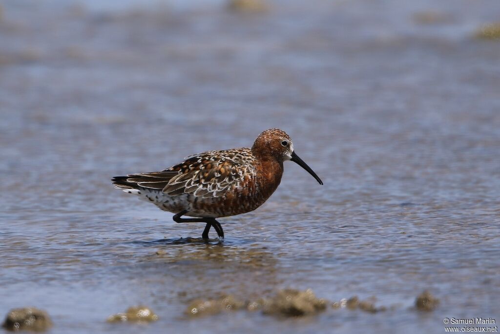 Curlew Sandpiper male adult