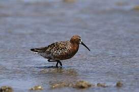 Curlew Sandpiper