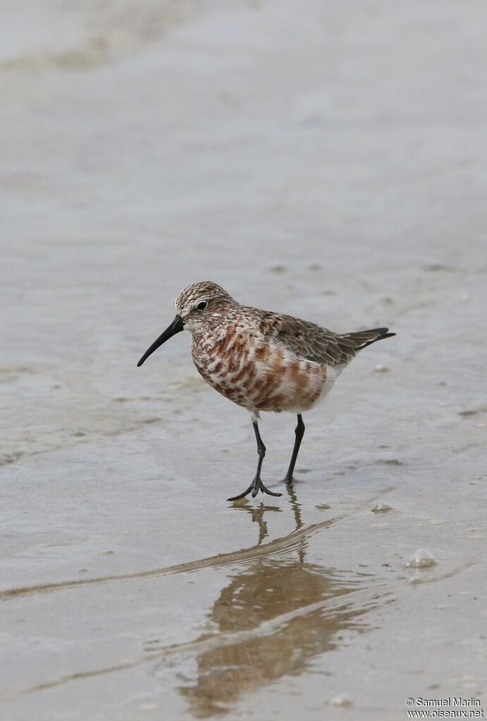 Curlew Sandpipersubadult