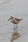 Curlew Sandpiper