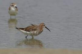 Curlew Sandpiper