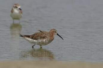 Bécasseau cocorli