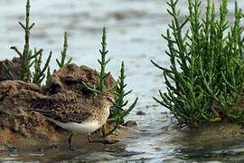 Temminck's Stint