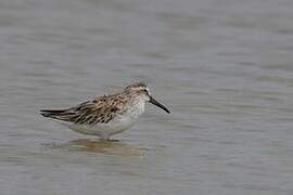 Broad-billed Sandpiper