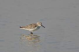 Broad-billed Sandpiper