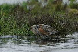 Red Knot