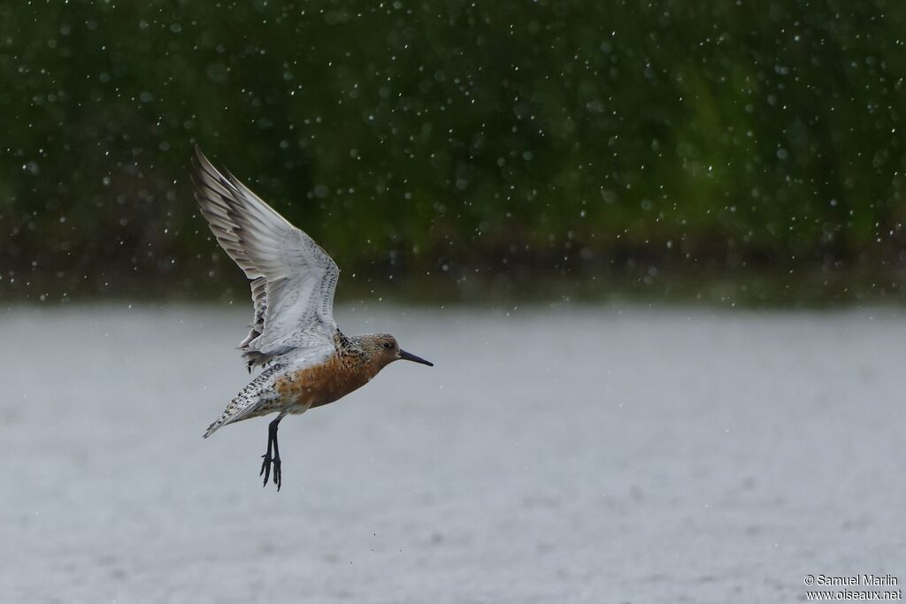 Red Knotadult breeding, Flight