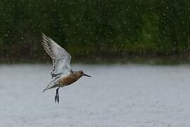 Red Knot