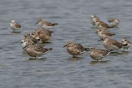 Red Knot