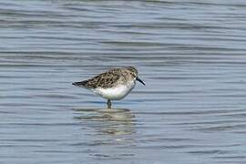 Least Sandpiper