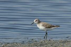 Little Stint