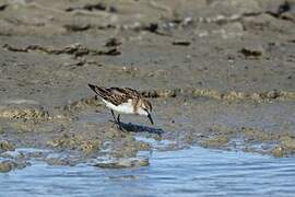 Little Stint