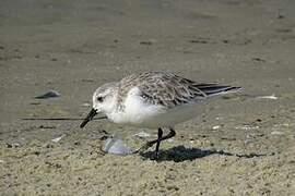 Bécasseau sanderling