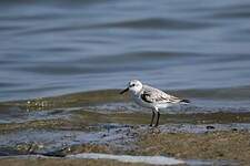 Bécasseau sanderling