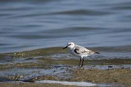 Sanderling