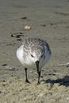 Bécasseau sanderling