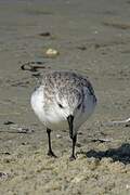 Sanderling