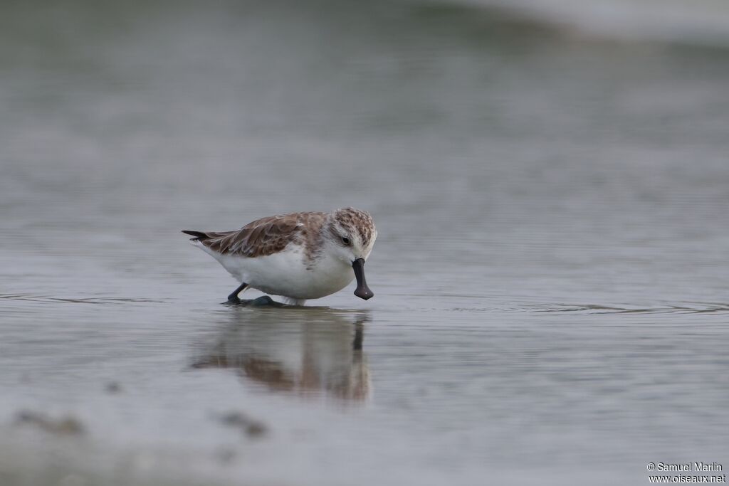 Spoon-billed Sandpiper