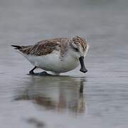 Spoon-billed Sandpiper