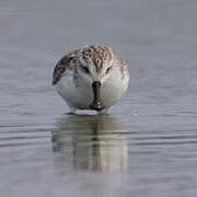 Spoon-billed Sandpiper