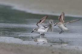 Spoon-billed Sandpiper