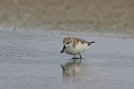 Spoon-billed Sandpiper