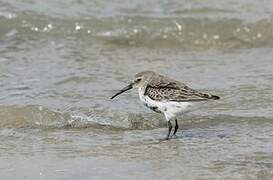 Dunlin