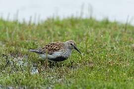 Dunlin