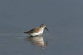 Dunlin