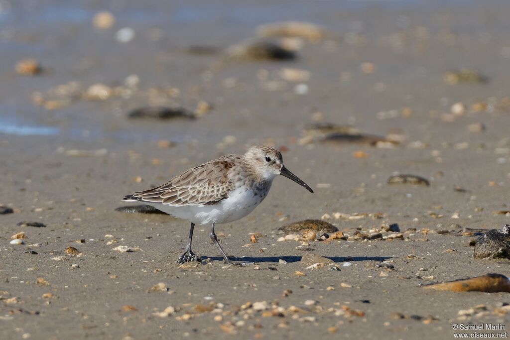 Bécasseau variable