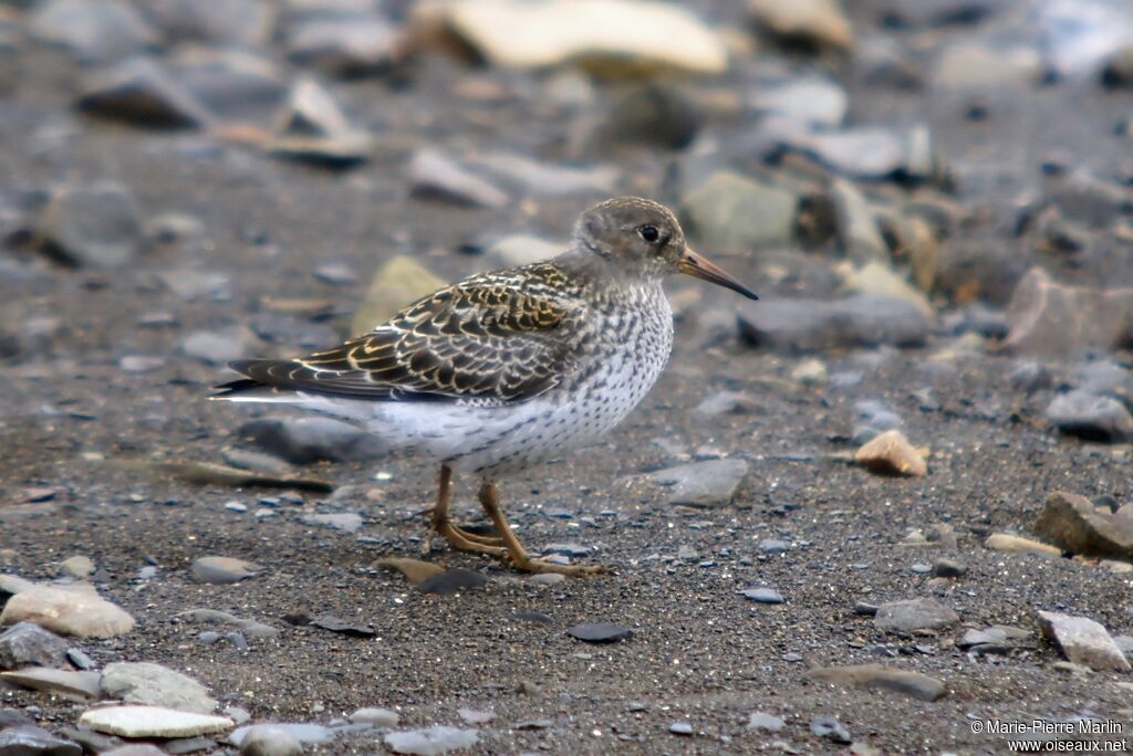 Purple Sandpiper male adult