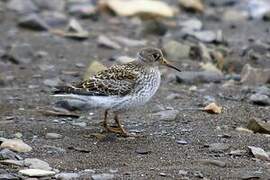 Purple Sandpiper