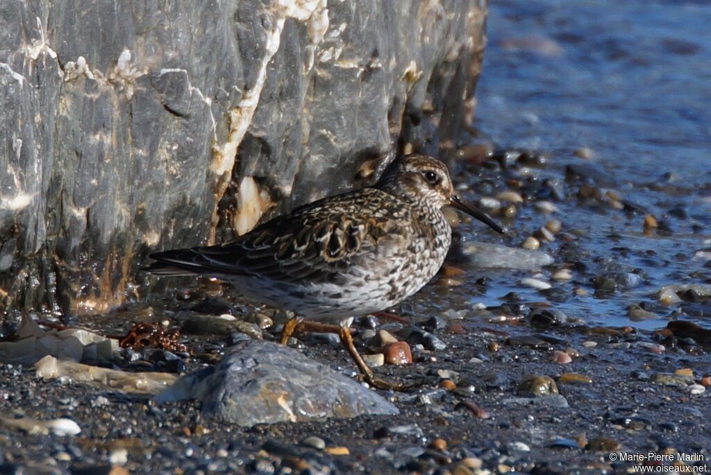 Purple Sandpiperadult