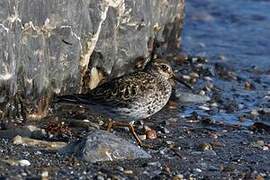 Purple Sandpiper