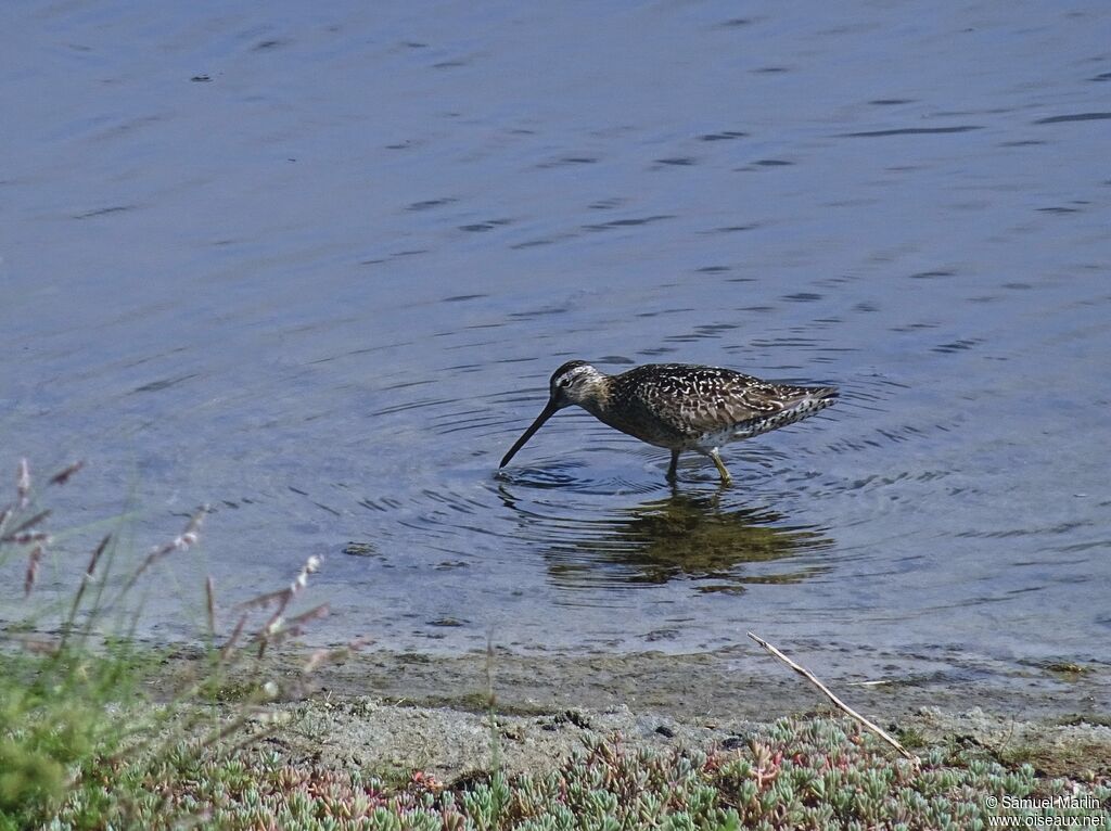 Long-billed Dowitcheradult